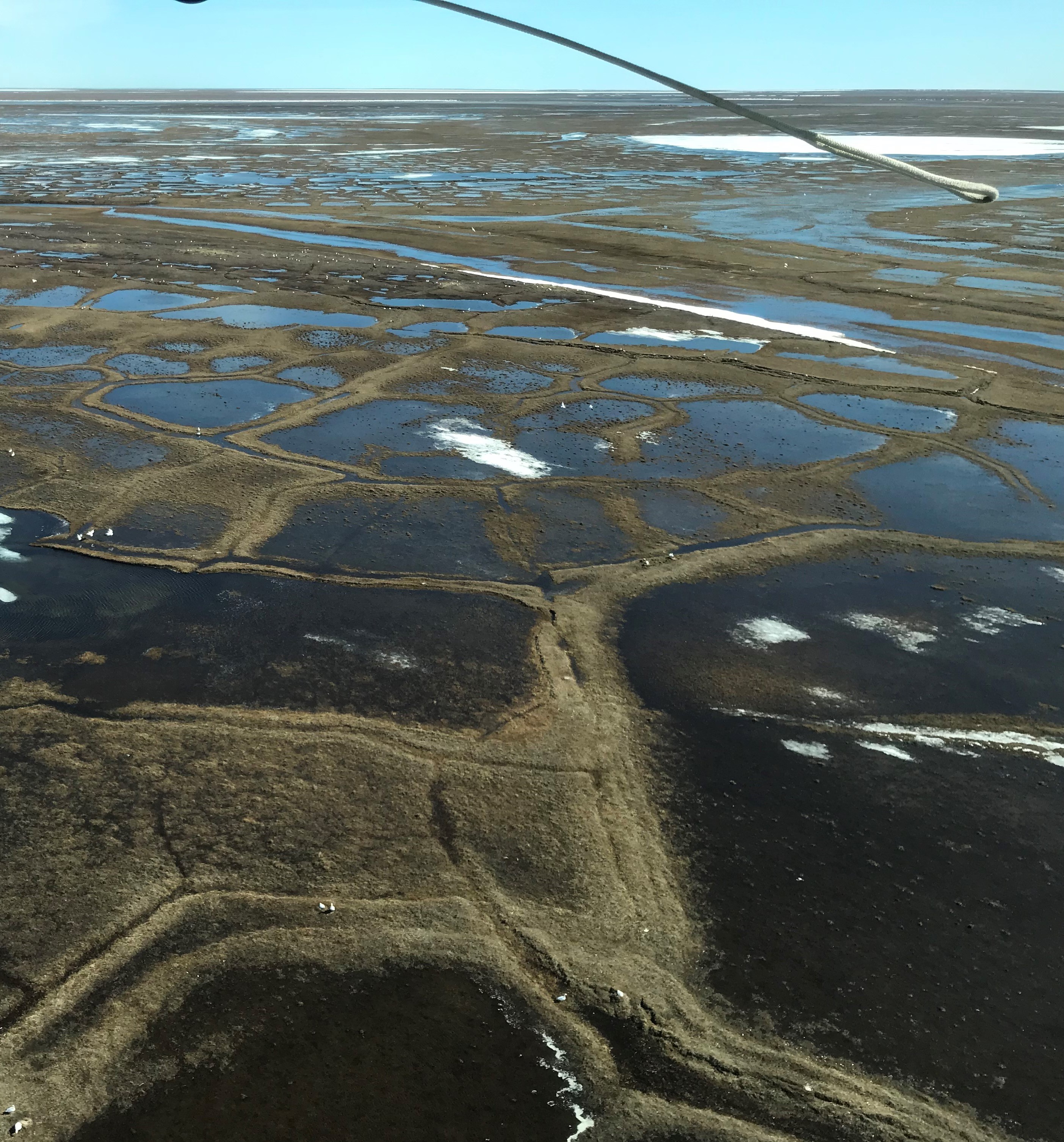 Arctic Coastal Plain Of Alaska Fws Gov